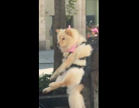 Guy carries huge dog on citi bike