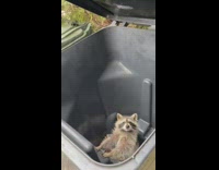 Raccoon stuck inside of black trashcan