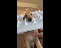 Golden retriever dog walks around with foam 