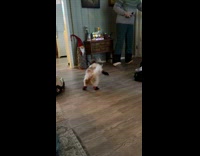 Dog try winter shoes funny slippery run