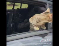 Cat yellow nail polish state trooper car