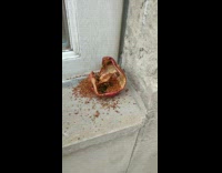 Wasps eat dried apple on window sill