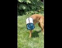 Dog Head Stuck in Small Pet Bag
