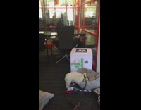 white dog laying upside down while biting pillow