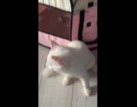 Collab BitchIG2 -  White cat plays with mom pink cat tent