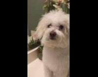 Wet dog blow dries hair flip challenge