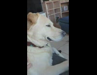 Dog get scratches at the back of neck