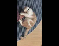 Fluffy Brown Cat Reacts to Smelly Feet 