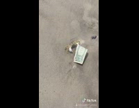 Crab on beach with dollar bill