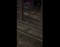 Rat drag pizza on subway train tracks