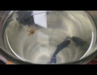 Small group of ants formed to float on water