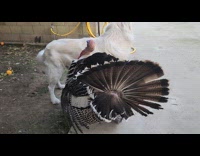 Turkey and pet dog play at yard
