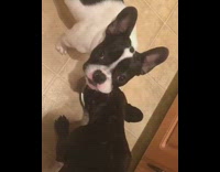 two dogs drinking from same silver bowl