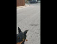 Dog protects mom during walk