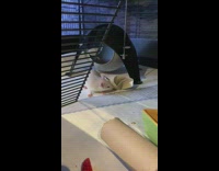 Rat tries to get cucumber in tube 