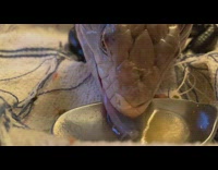 Lizard drink liquid from spoon up close