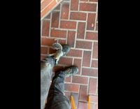 Wild squirrel climbs on the filmers leg