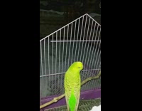 Green bird sits branch white cage outdoors