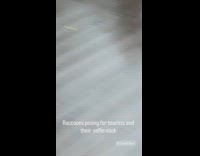 Racoons interested on selfie stick at bridge