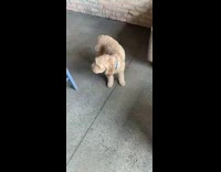 Small brown dog looks guilty sandwich timeout 