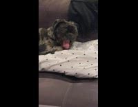 Black and grey pug dog yawns couch