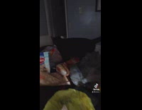 Orange cat sleeping holding feet black cat looking for bread