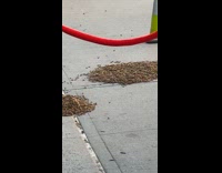Two pile of bee swarm on street