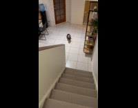 Dog pouncing and gives hooman kisses