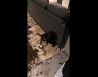 Dirt soil living room floor guilty dog 