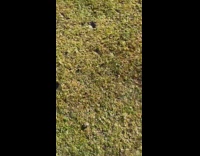 Horse kicks lady trying to pet it