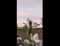 Man climb tree carry tire on head