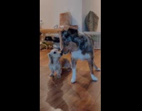 Collab Clips MPUGC - Dog wagging butt on people and dogs 