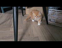 Two kittens walk around on the floor