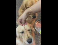 Girl rubs powder on golden retriever dogs