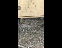 Electric box leak some water from inside