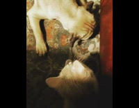 Brown pug and kitten hit each other