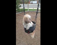 Dog enjoys ride on baby swing park
