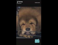 Brown dog with mouth on crate bar