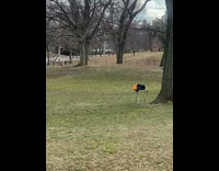 People wearing seafood costumes at park