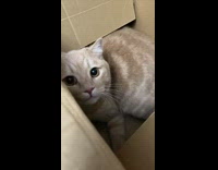 Collab BitchMP - Grey cat in cardboard box doesnt want to be pet 