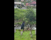 Dogs on photoshoot with the guy owner along park at day 