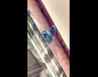 Pigeon on roof jumps off from it