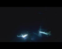Guy scuba dives at night underwater sharks