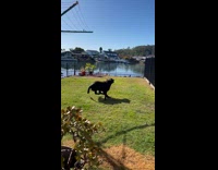Dog in Zoomies Runs Around Yard with Ball