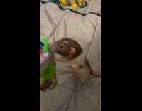 Rat runs to owner to get treats