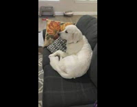 White dog on sofa show leg behind pillow