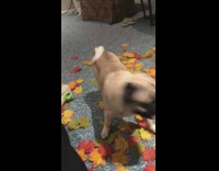 Pug jumps for leaves 