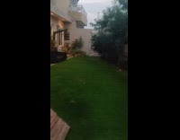 Dog stares at cat on the wall