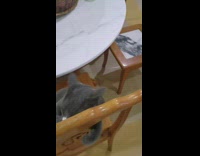 Grey white cat wood chair stands meows 