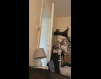 Cat climbs coat rack both fall fail 